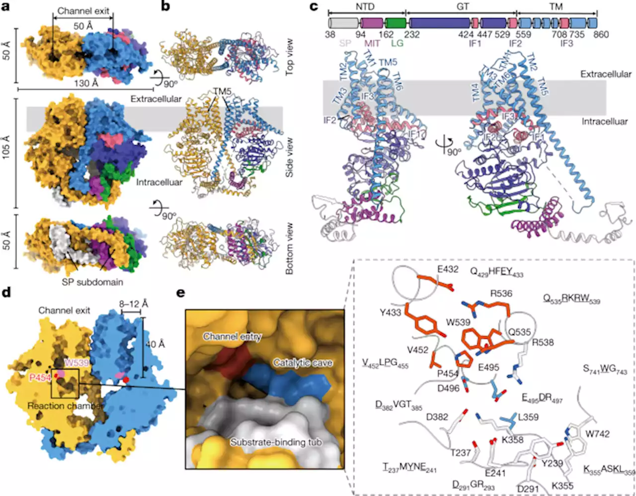 Structural basis for directional chitin biosynthesis - Nature