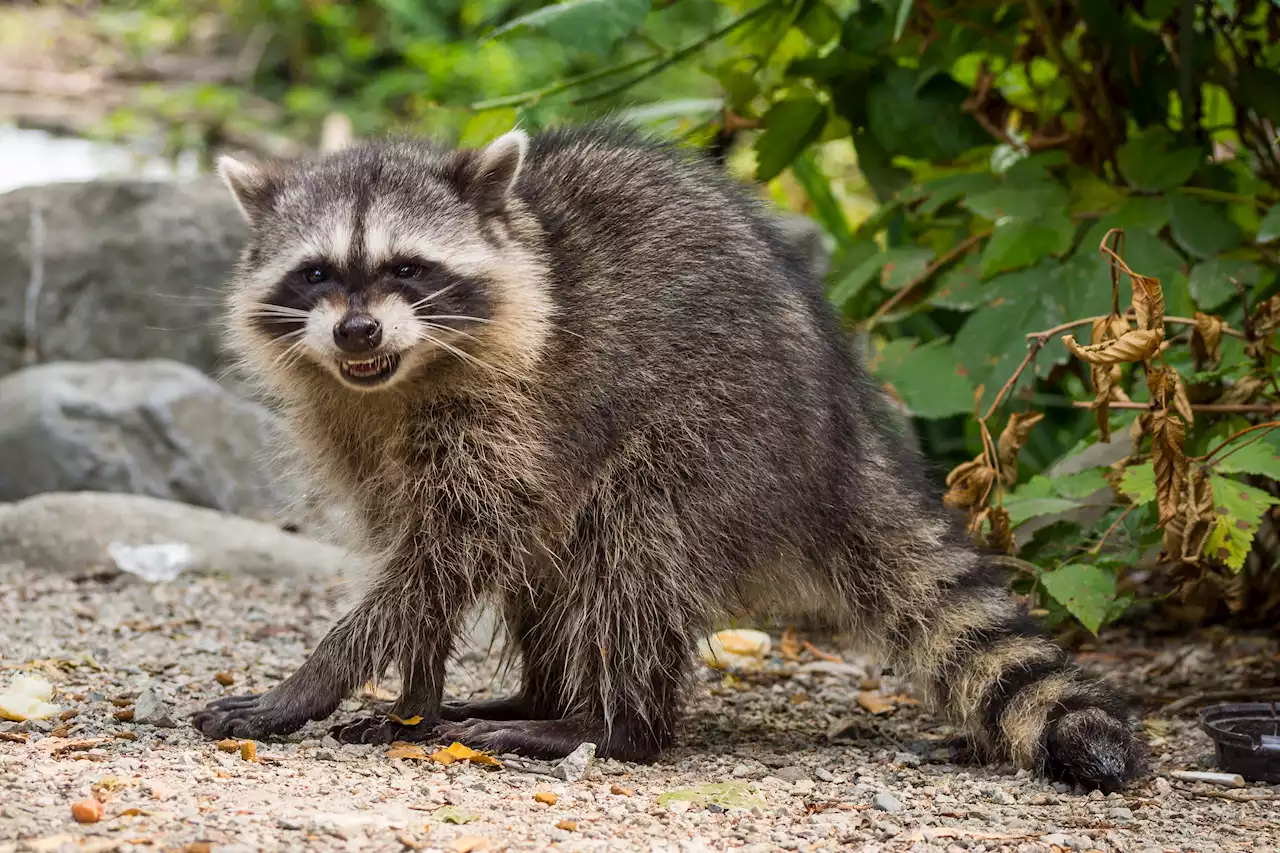 Woman Who Brought Raccoon to North Dakota Bar Is Charged