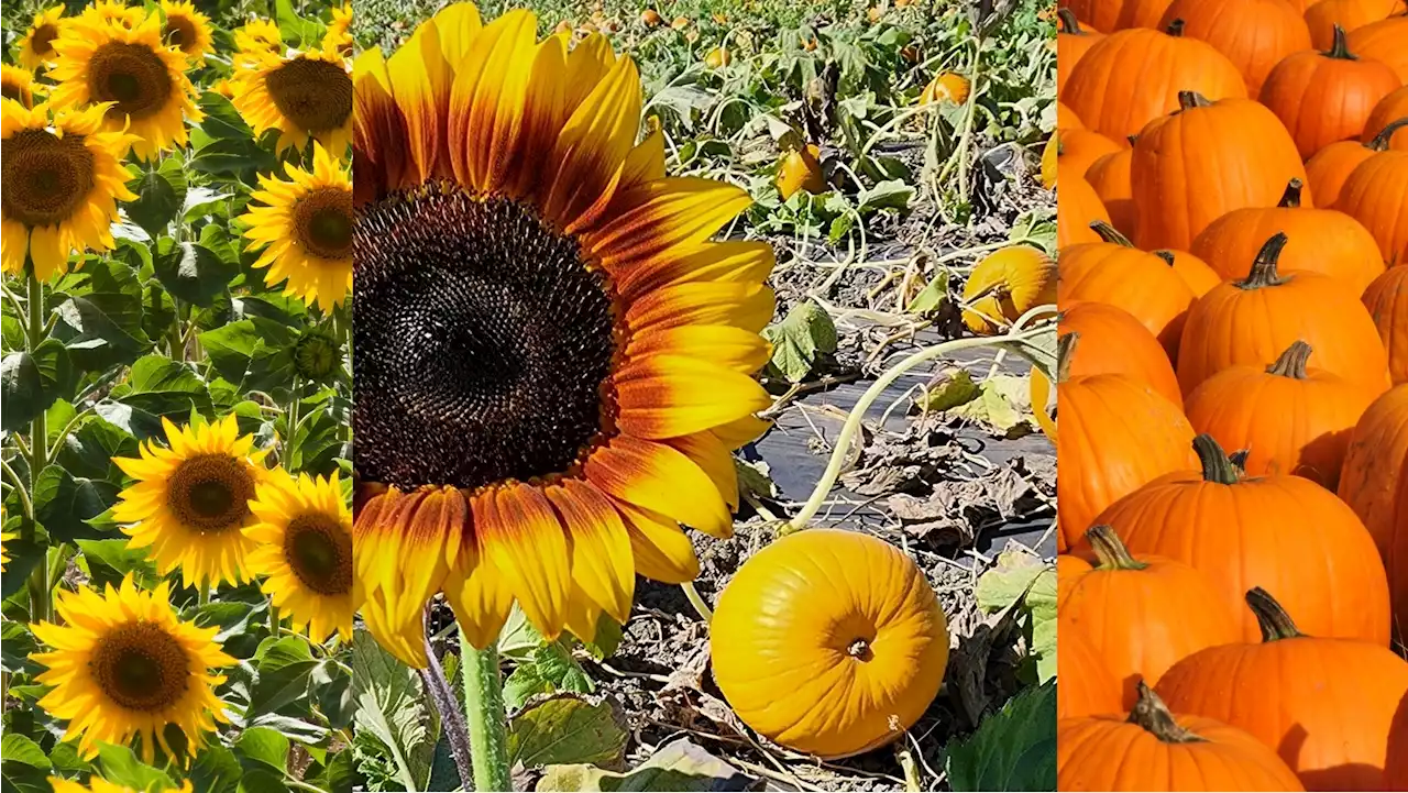 Summer, Meet Fall: Sunflowers and Pumpkins Abound at This OC Field