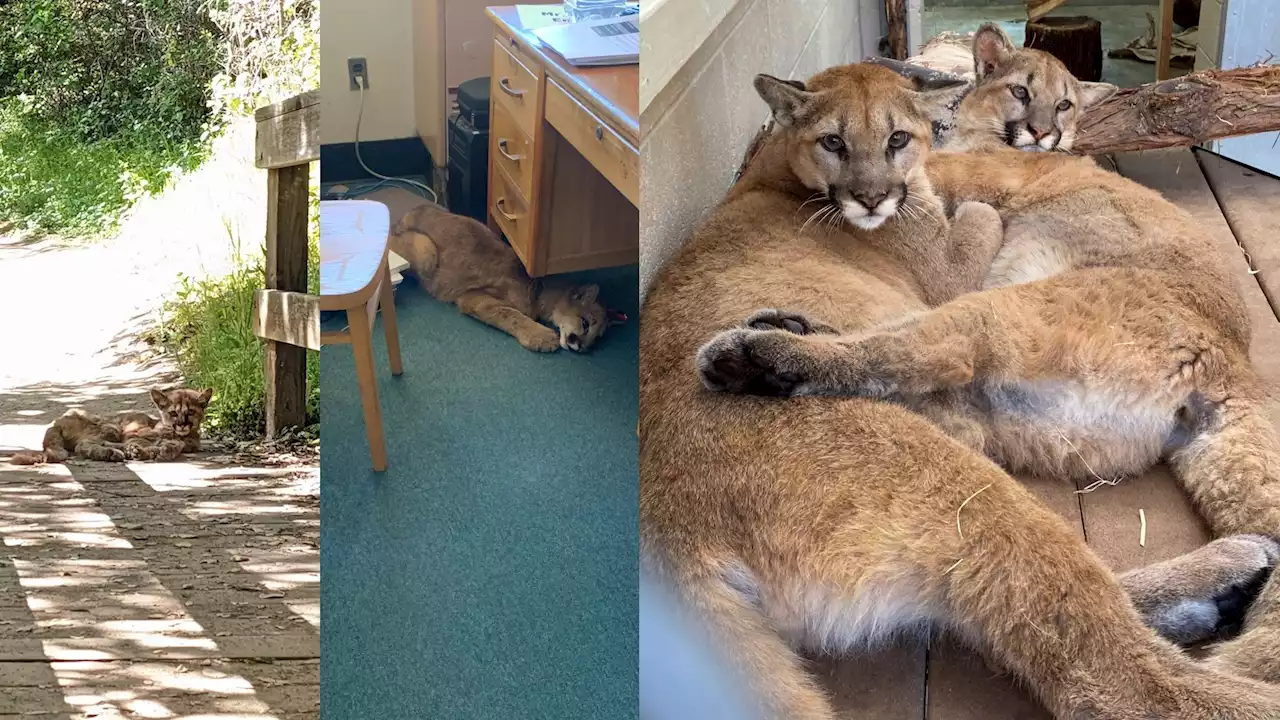 Two Rescued Mountain Lions Make a New Home at The Living Desert