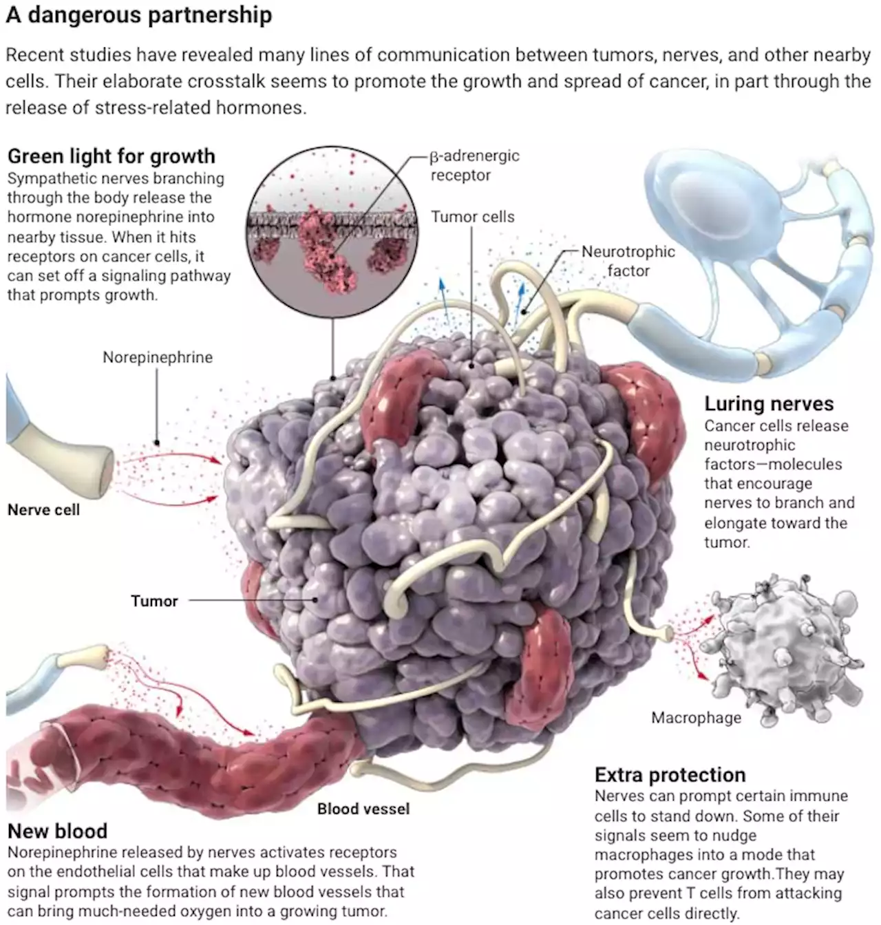 How the body's nerves become accomplices in the spread of cancer