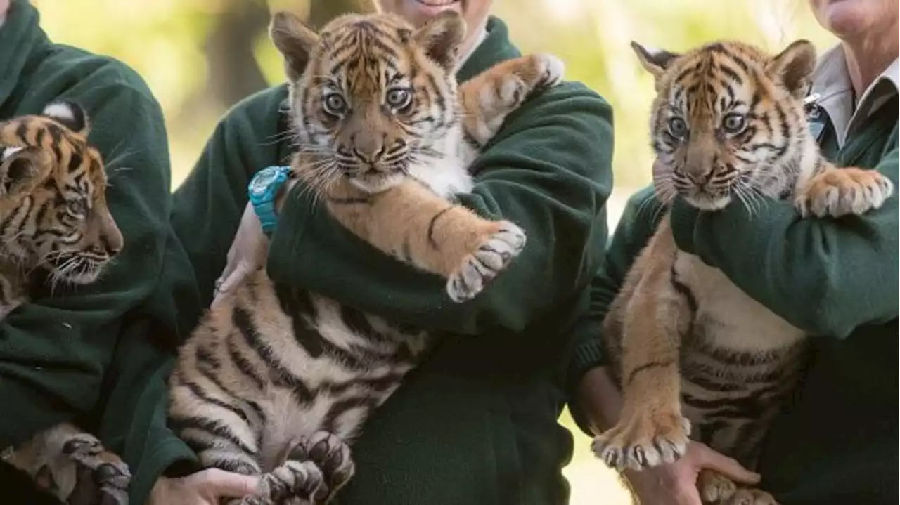 Critically endangered Sumatran tiger cubs have first health check