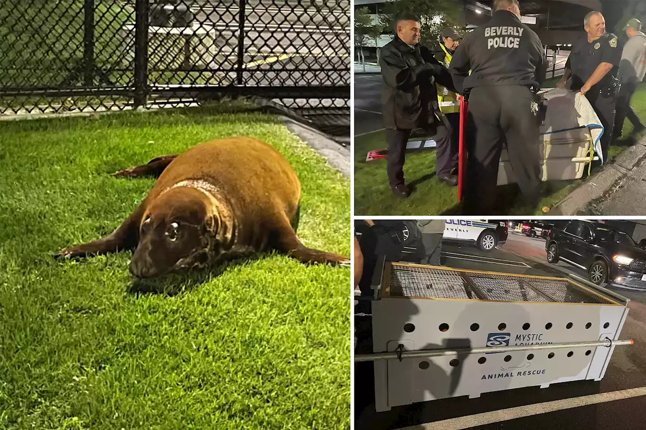 Gray seal that evaded rescue in Massachusetts pond surrenders at police station