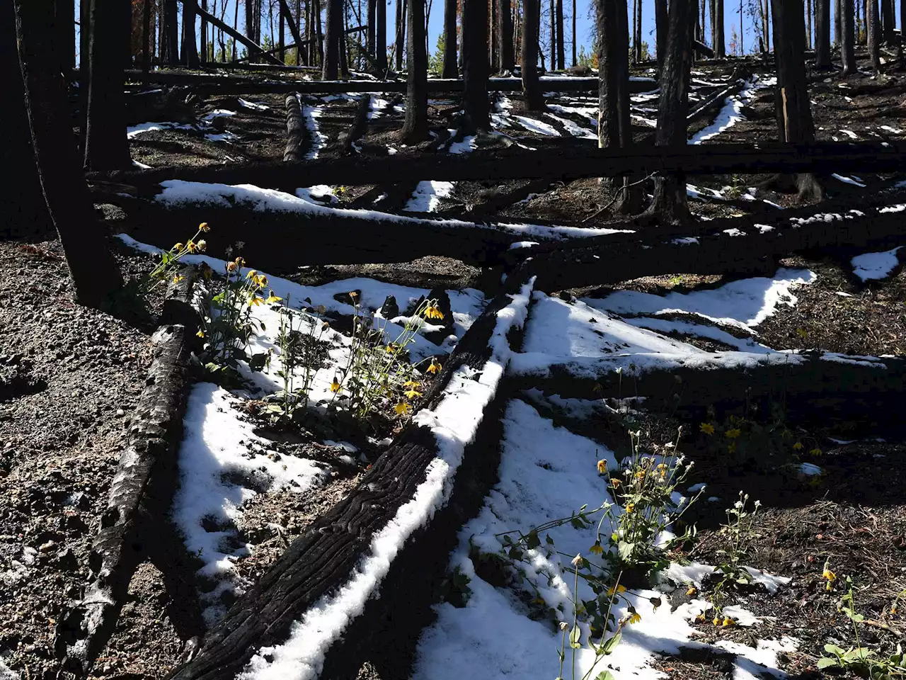 Wildfires are burning away snow in the American West