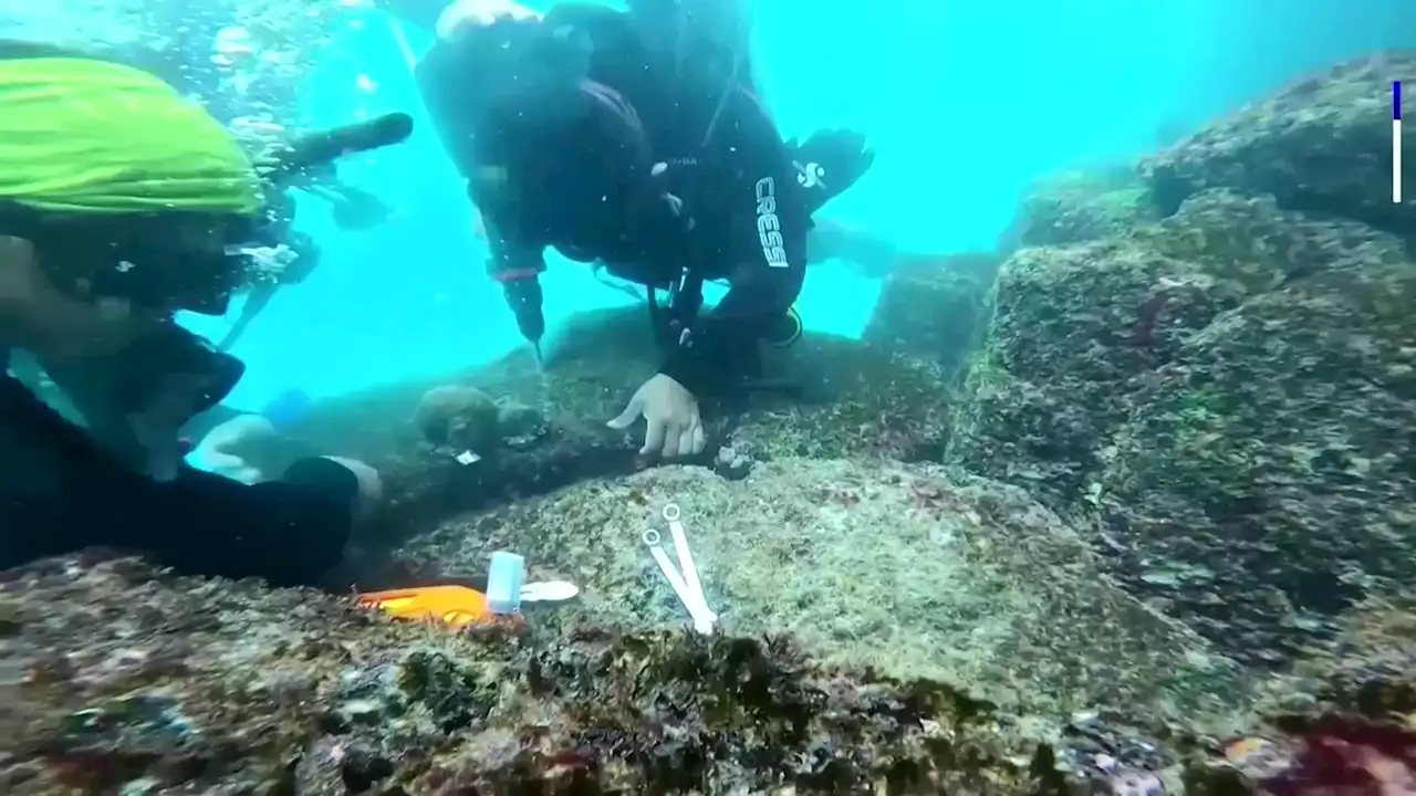 Galapagos park testing coral replanting to restore fragile ecosystem