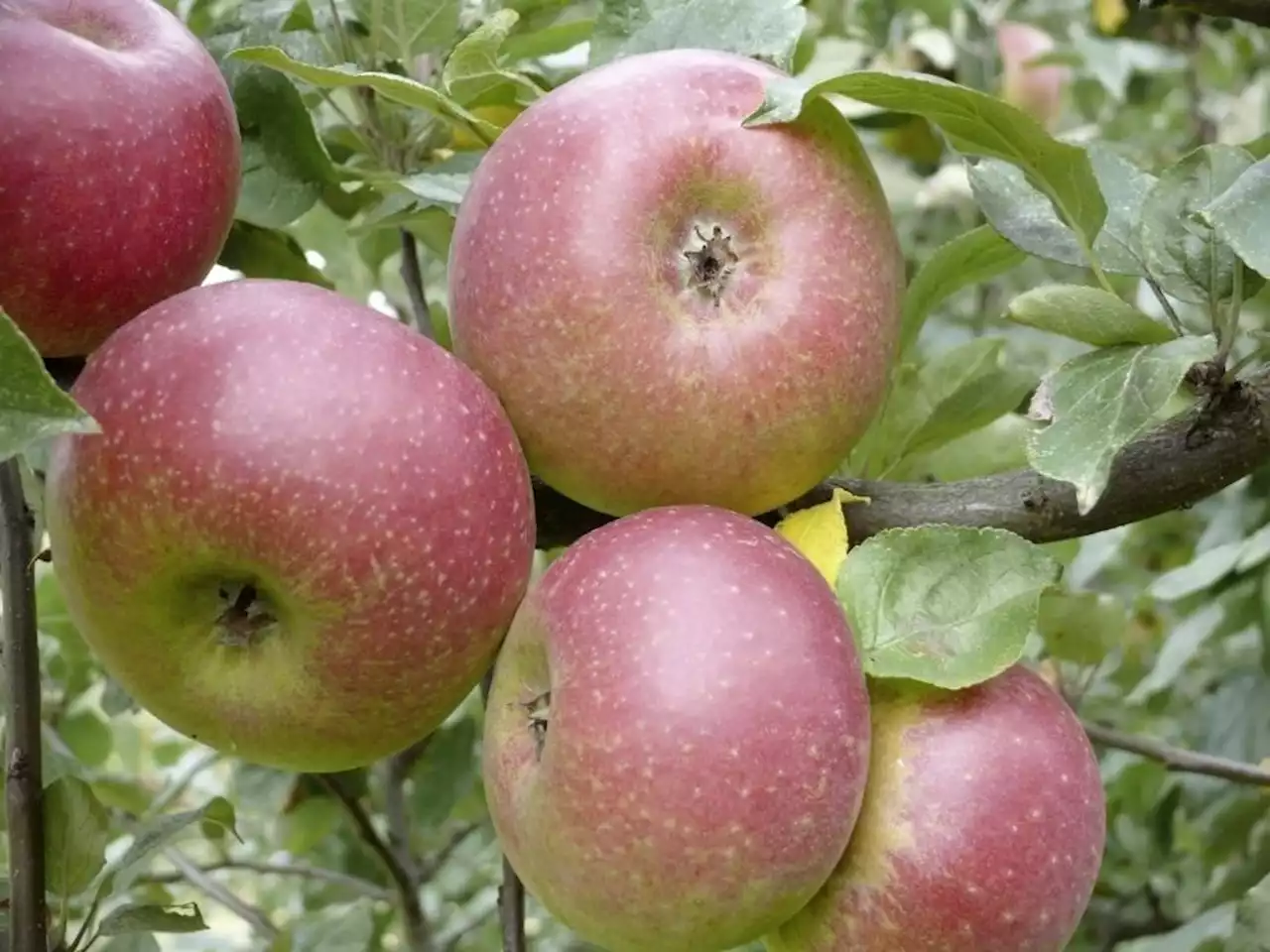 Die beliebtesten Äpfel der Schweiz - Schweizer Bauer