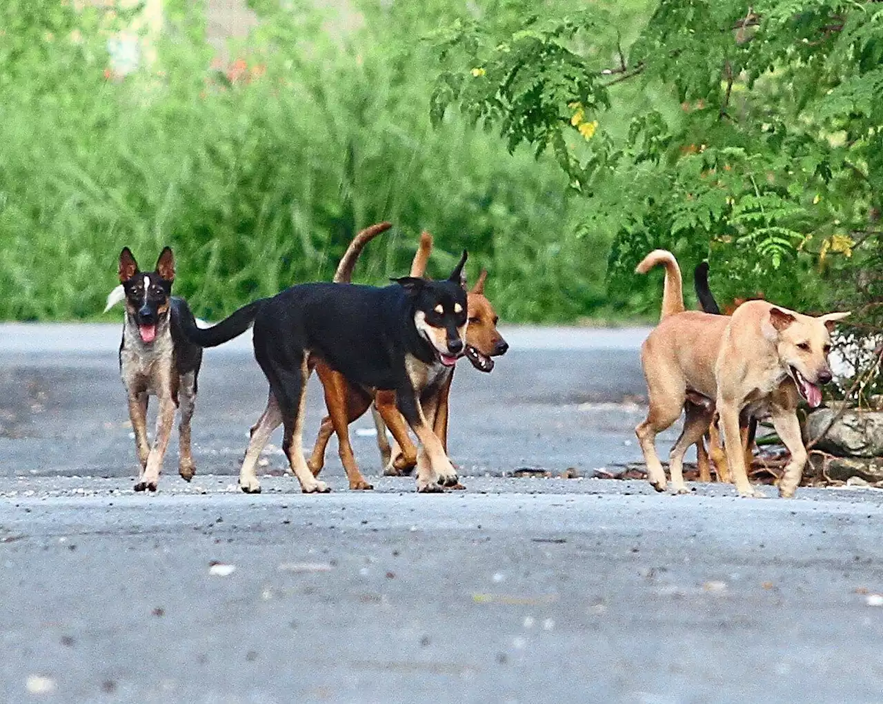 Man who killed stray dog with arrow must be caught, say animal rights groups