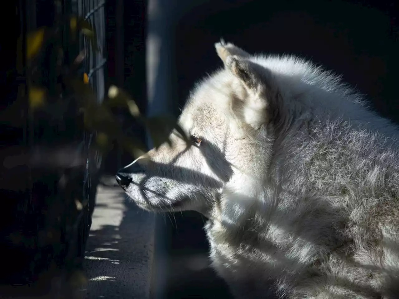 Saskatoon Forestry Farm mourns death of 15-year-old Buddy the grey wolf