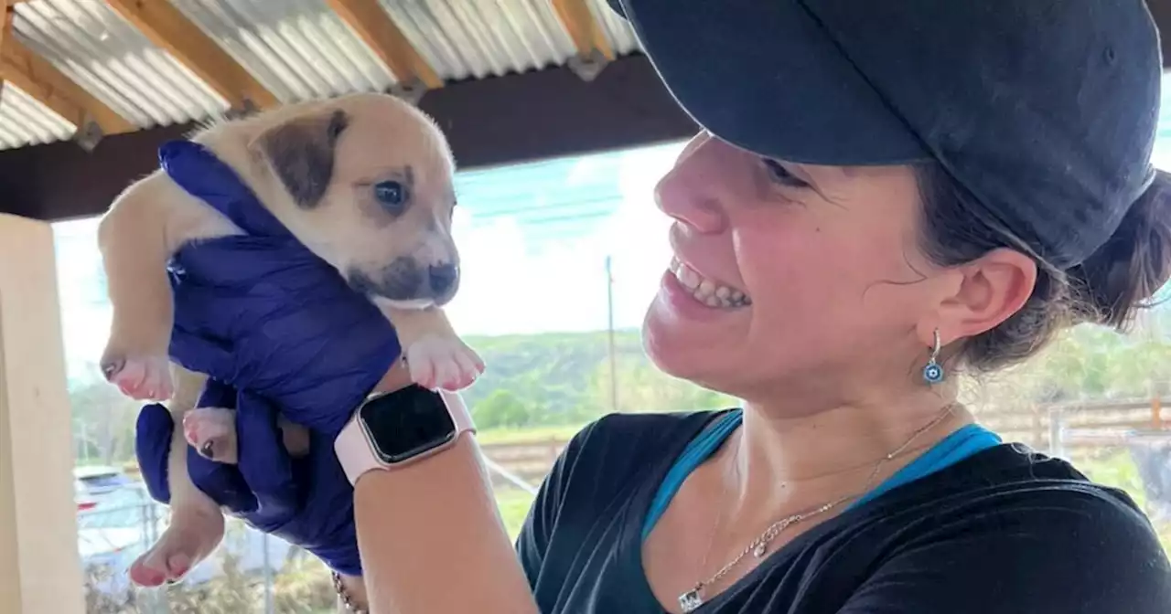 Volunteers scramble to save homeless animals in Puerto Rico after Hurricane Fiona