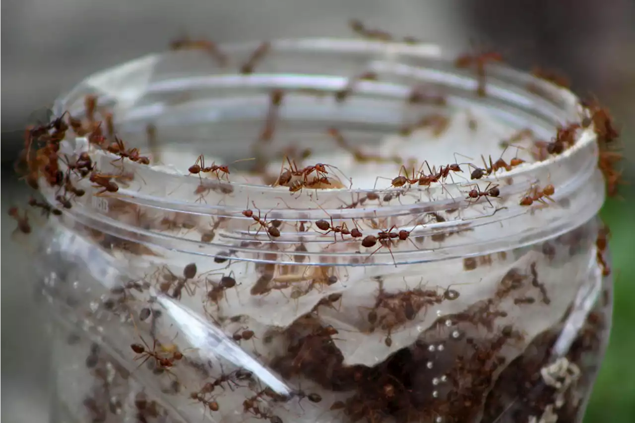 20 quadrillion ants live on Earth, new study estimates