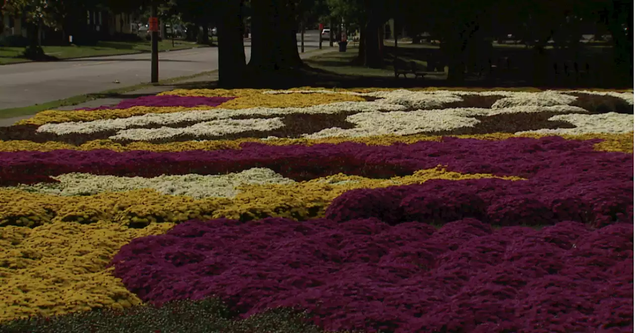 Thousands of mums blooming for Barberton's 32nd Mum Fest