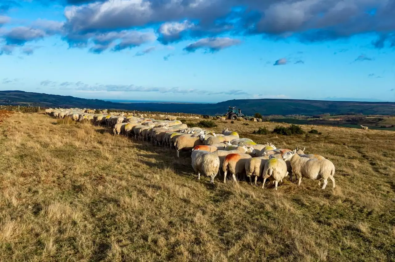 Plan to create 'temporary village' for 400 mineworkers on North York Moors