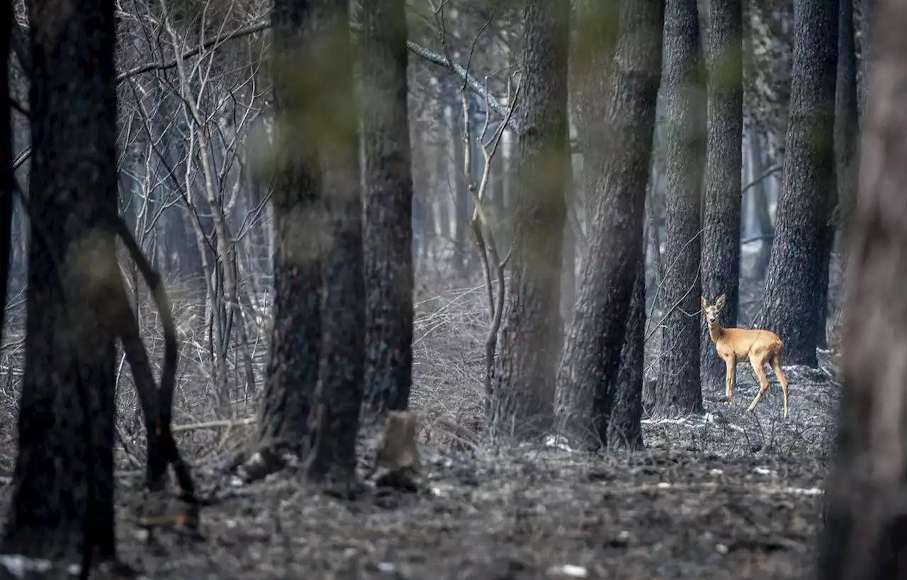 En Gironde, que reste-t-il de la faune après les feux de l’été ?