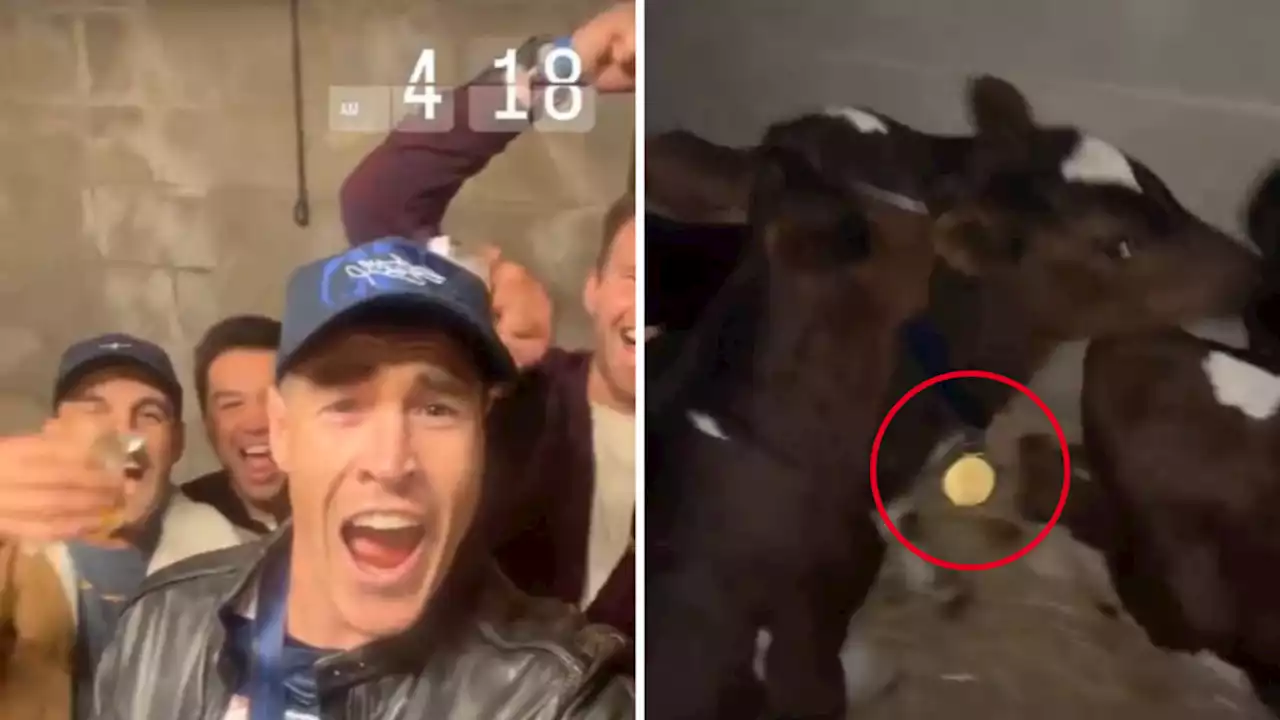 Jezza’s premiership medal ends up on a cow in wild night of celebrations