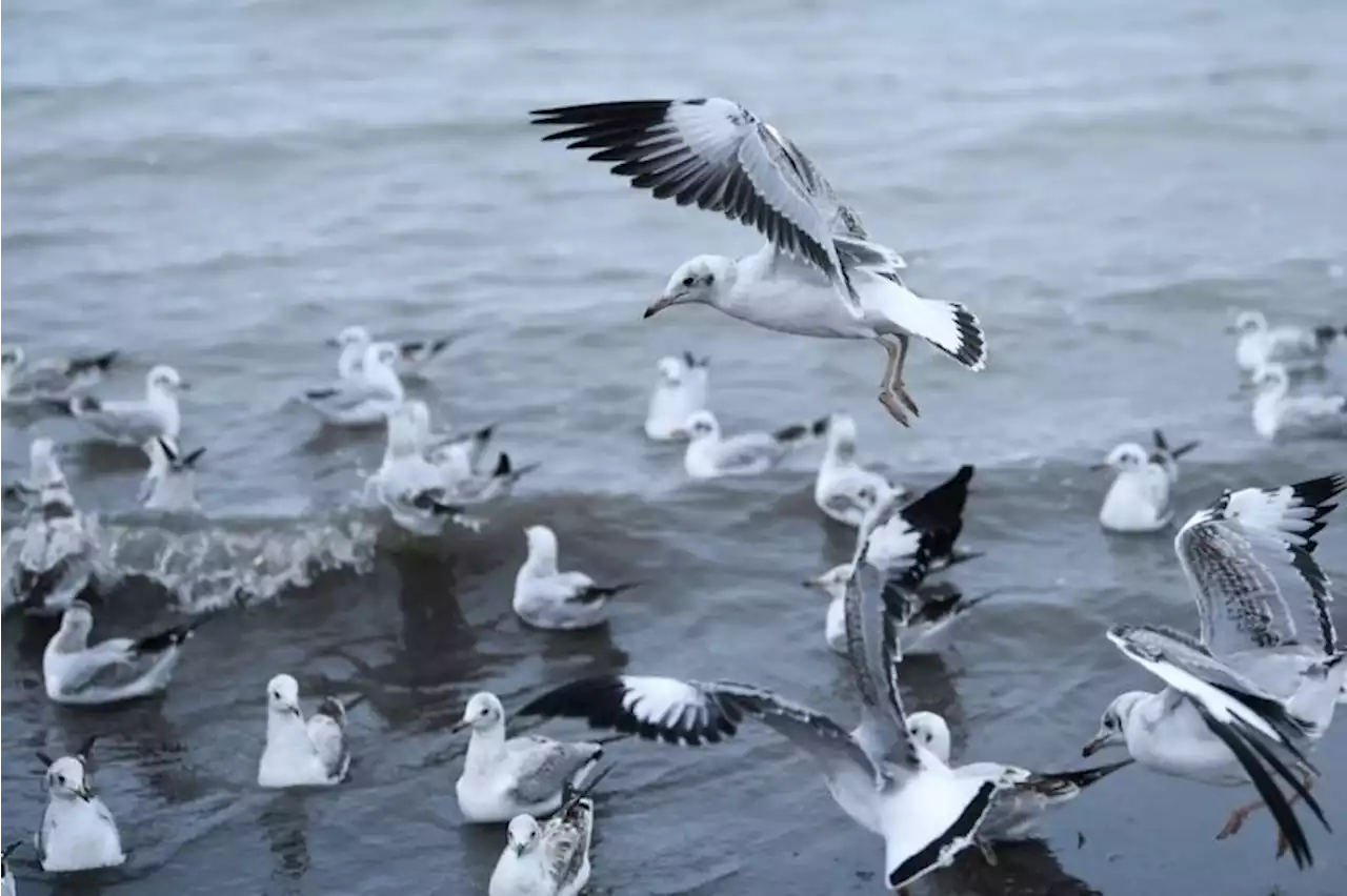 Burung migran di danau air asin pedalaman terbesar di China bertambah