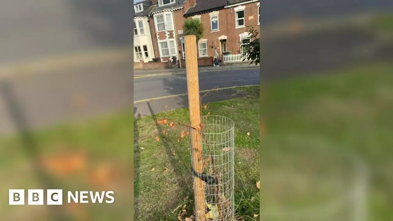 Heatwave kills 12,000 trees planted in Gloucester