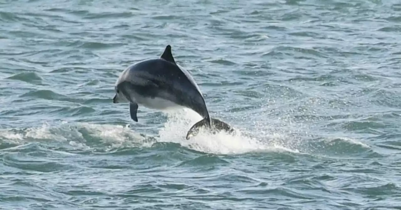 Newry Mourne and Down could seek powerboat ban to protect Finn the dolphin