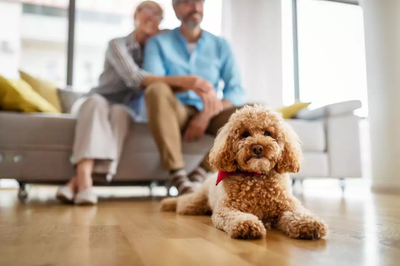 The 10 Best Dogs for Apartments, According to Vets — Best Life