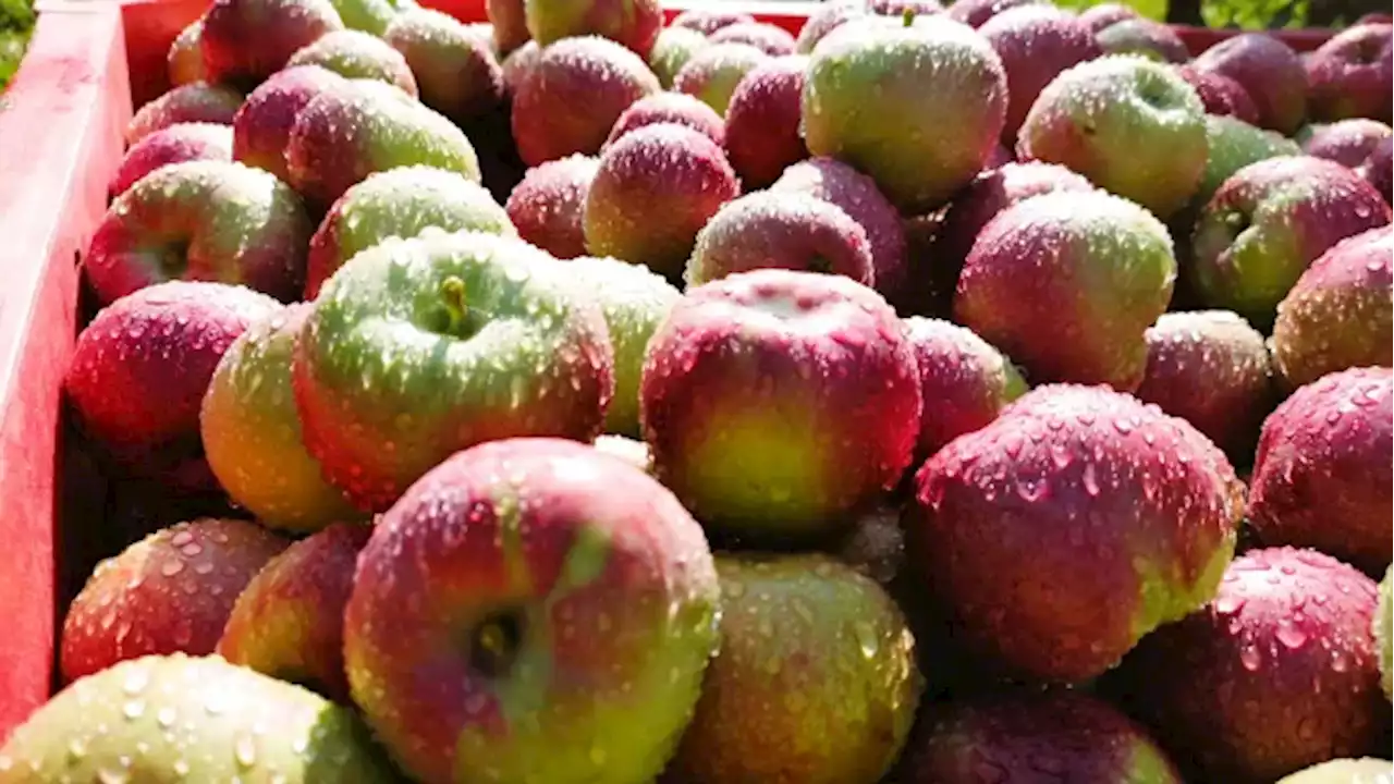 The changing landscape of the almighty apple: Andrew Coppolino | CBC News