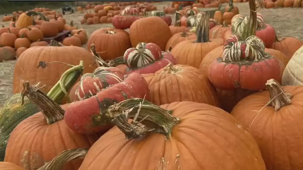 FOX 7 Weekend: Pumpkins, Broadway, marching bands and live music