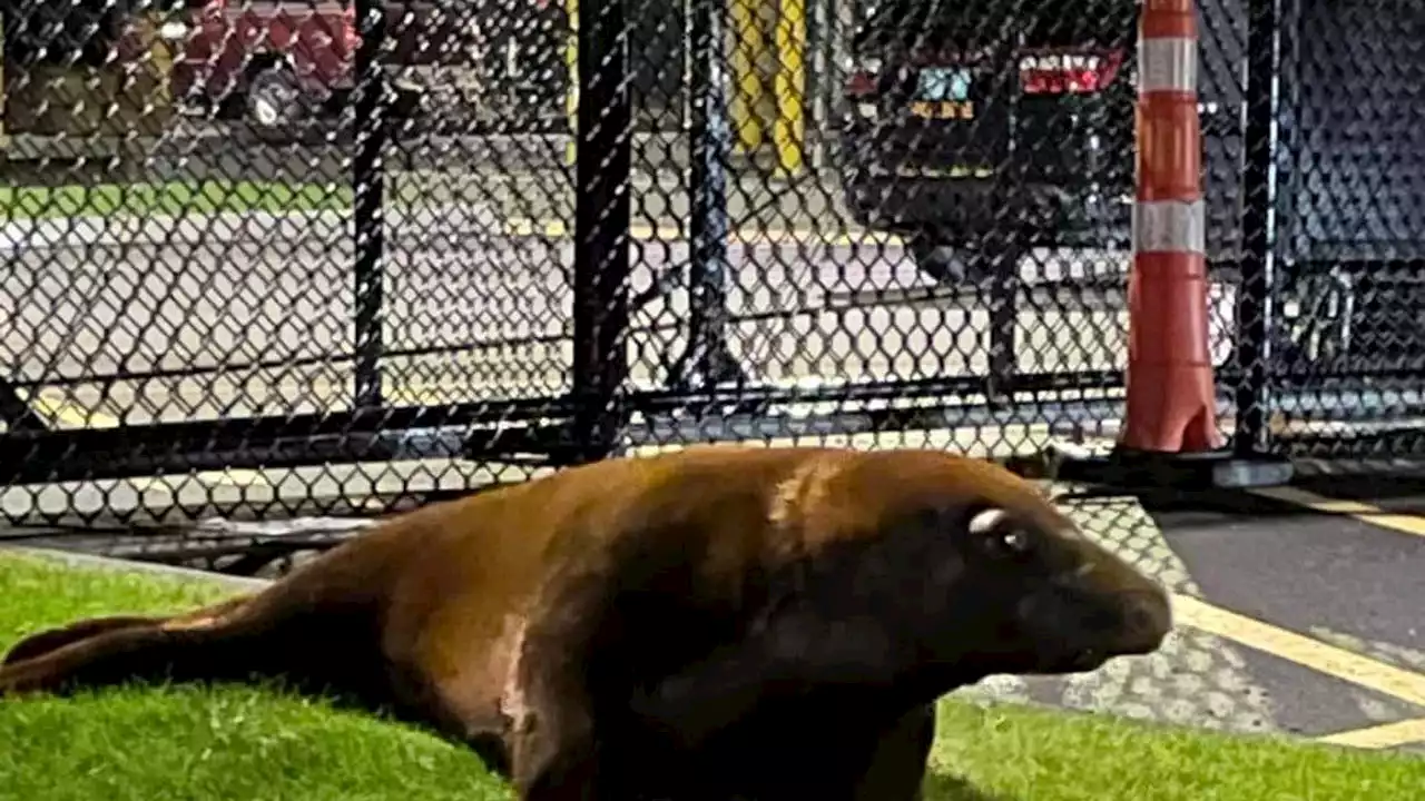 Seal wanders into Massachusetts police station