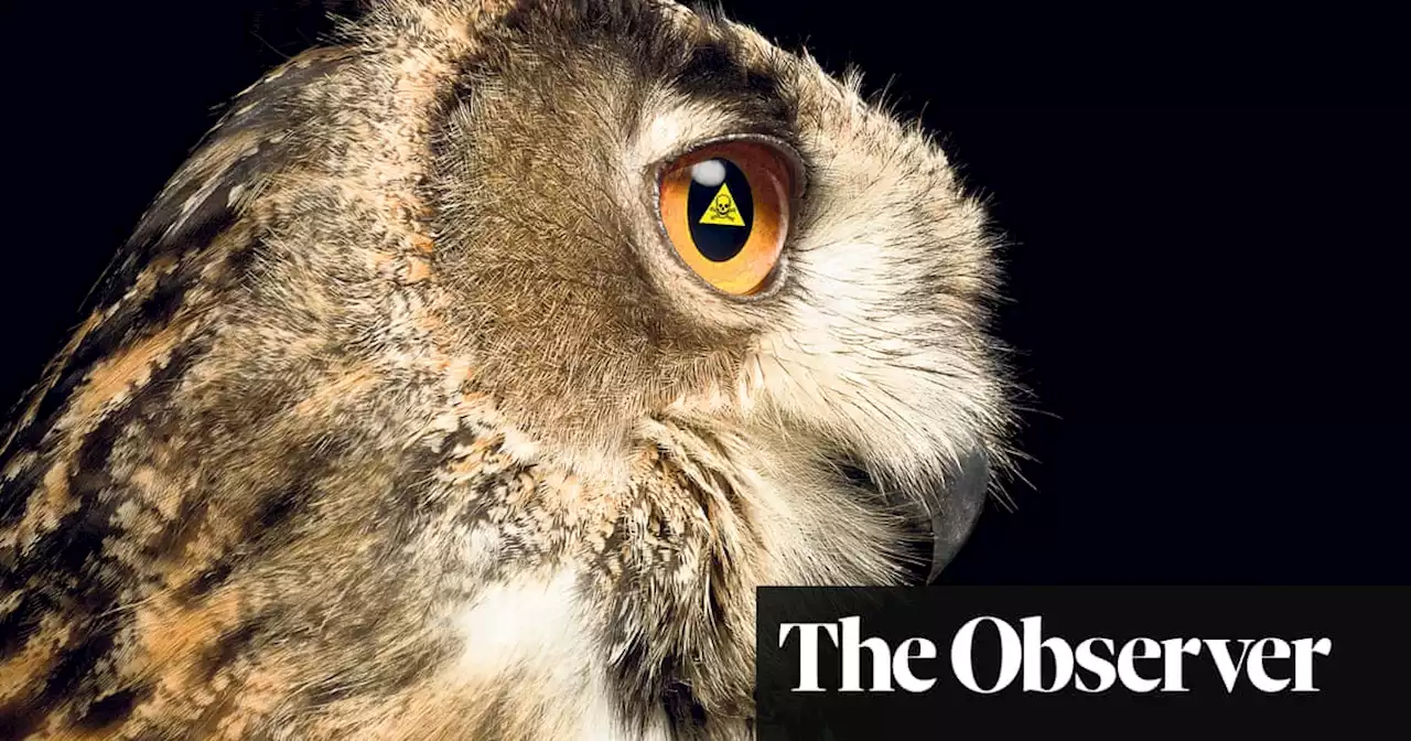 How birds of prey are exposing a toxic time bomb