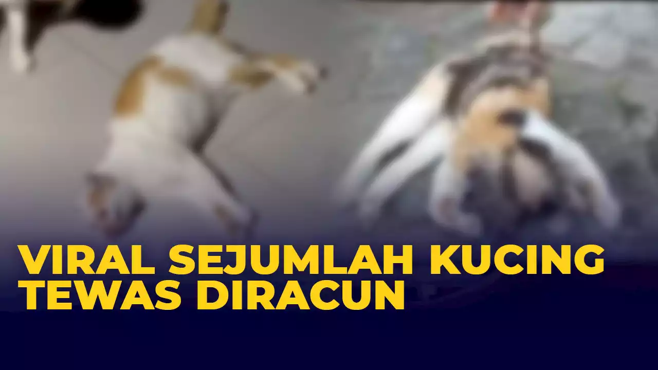 Viral Sejumlah Kucing Mati Diracun, Ketua RT di Patraland Malang Buka Suara