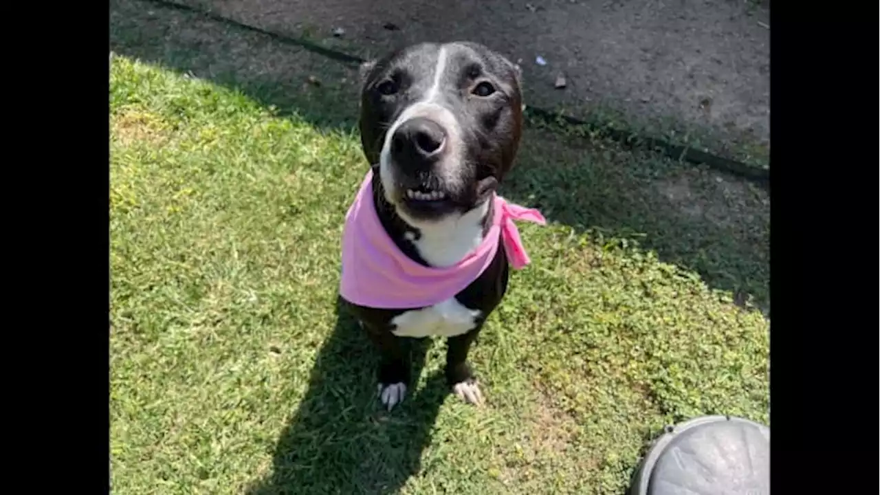 KPRC 2 Pet Project: Meet Hill, a tough pup who loves to wear pink