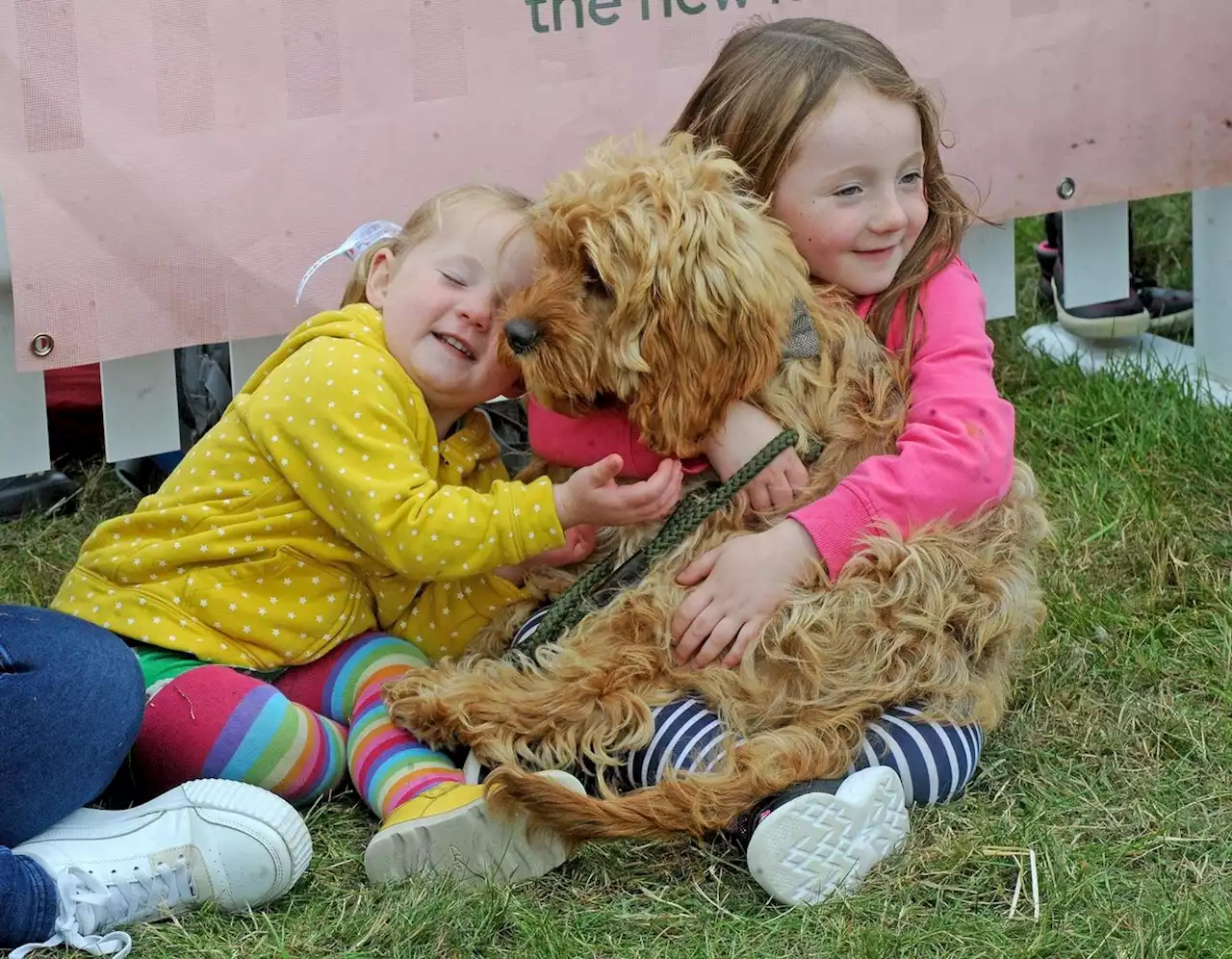 The best pictures from the dog-focused festival Dogfest at Harewood House