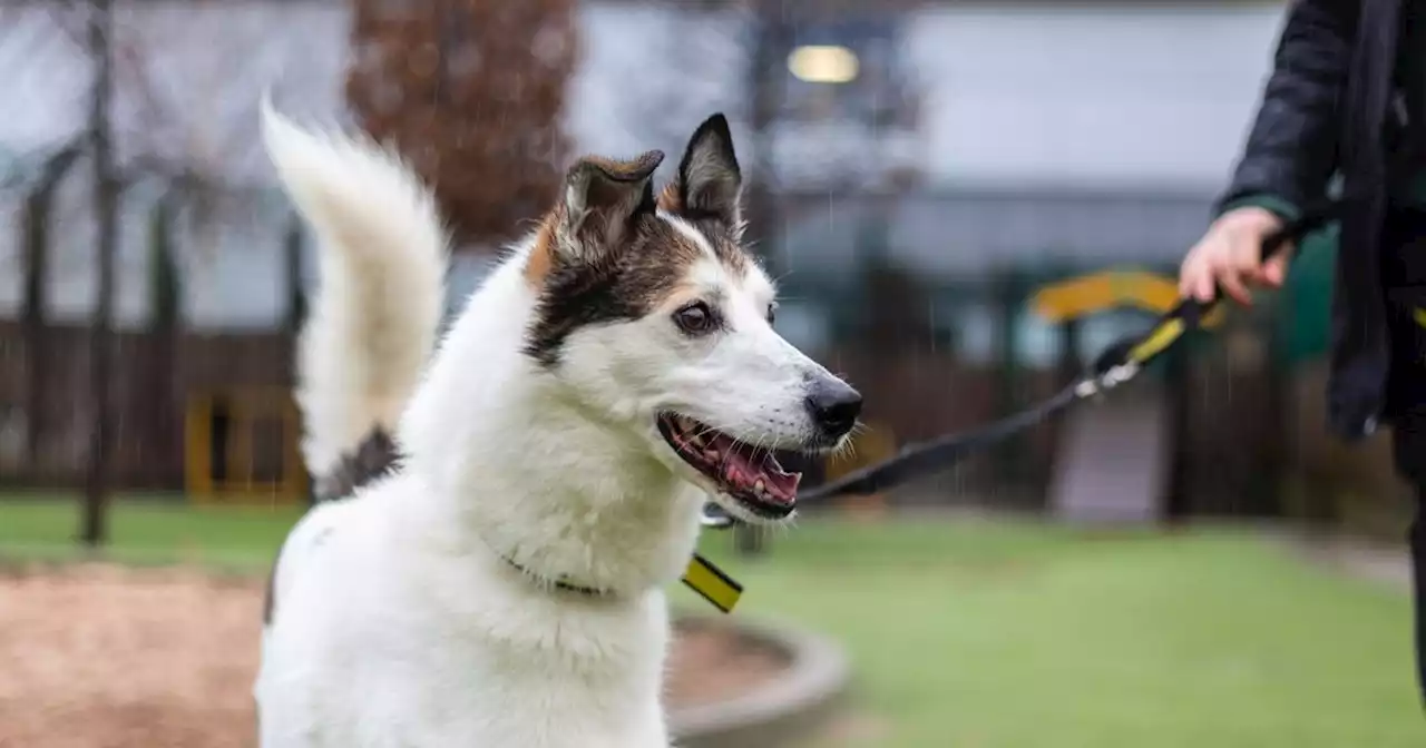 Elderly dog whose owner fell ill desperate to avoid second Christmas in kennels