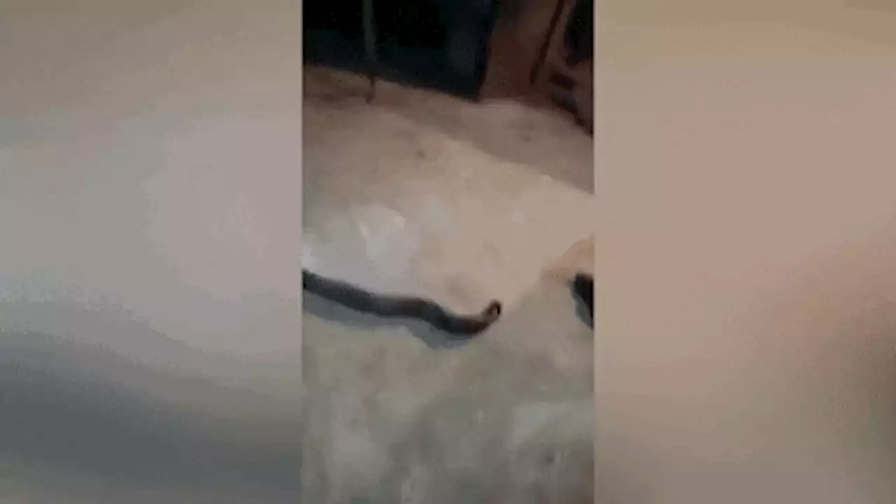 Cobra regurgitates entire snake after eating too much for lunch