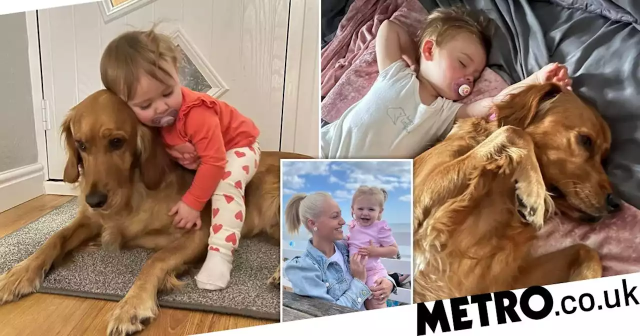 Golden retriever and baby are inseparable best pals