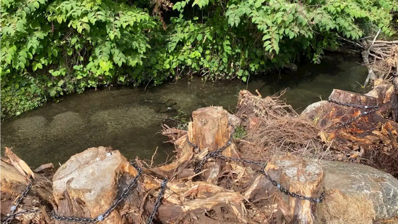 Business owner transforms Juanita Creek section for migrating salmon