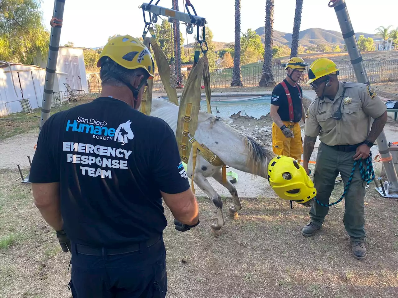 Horse Rescued From Empty Pool in East San Diego County