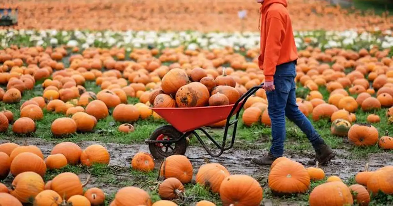 The best places to go pumpkin picking across Nottinghamshire