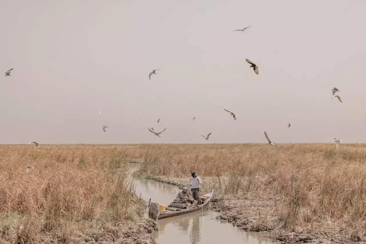 Vor 10 000 Jahren begann im Süden des Iraks die Landwirtschaft. Der Klimawandel setzt ihr nun ein Ende | NZZ Magazin