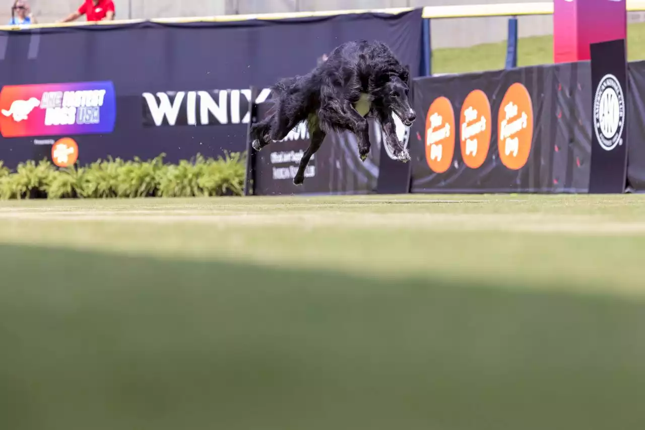 How to watch ‘AKC Fastest Dogs USA’ today (9/25/22): FREE live stream, time, channel