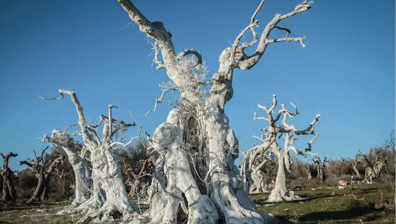 L’artista che trasforma in sculture gli ulivi uccisi dalla Xylella