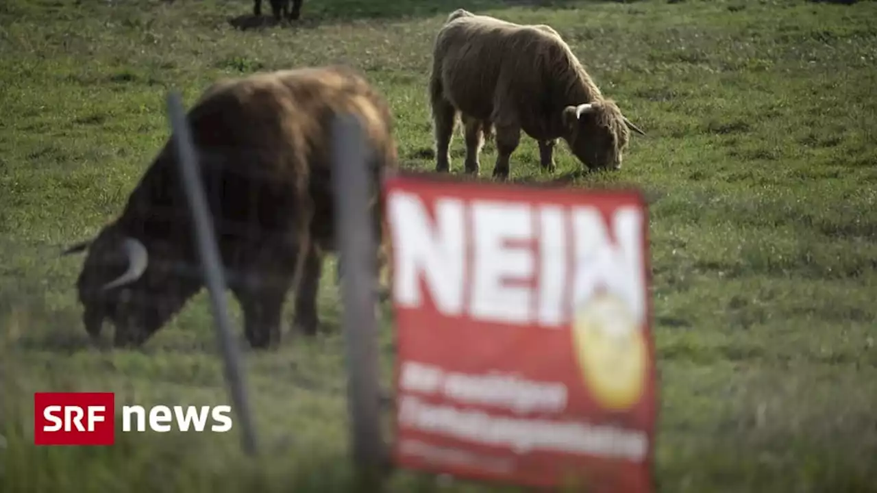 Massentierhaltungs-Initiative - Der Preis für Fleisch steht über dem Tierwohl