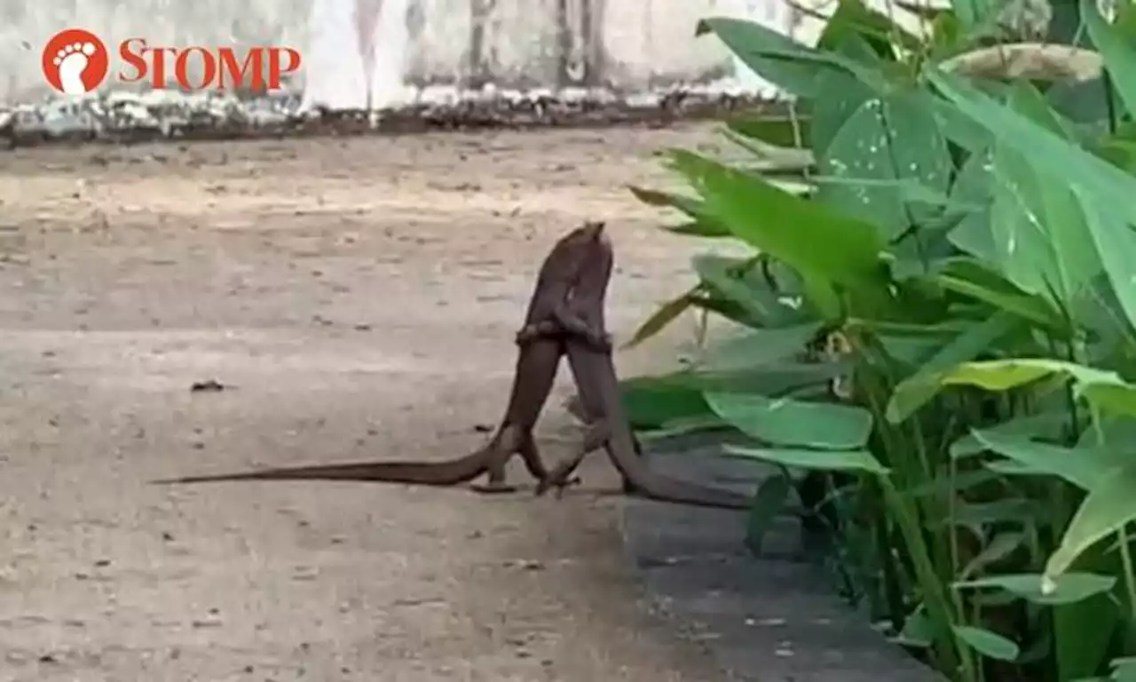 Are they dancing? Monitor lizards go at it in Admiralty Park