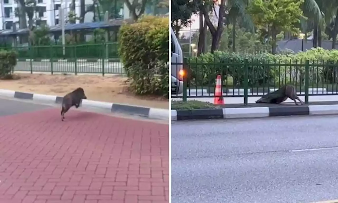 NParks frees wild boar stuck in road divider at Rivervale Drive in Sengkang