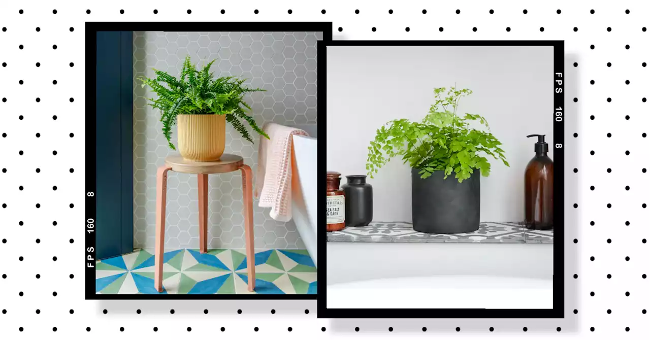 11 humidity-loving houseplants that’ll thrive in your bathroom