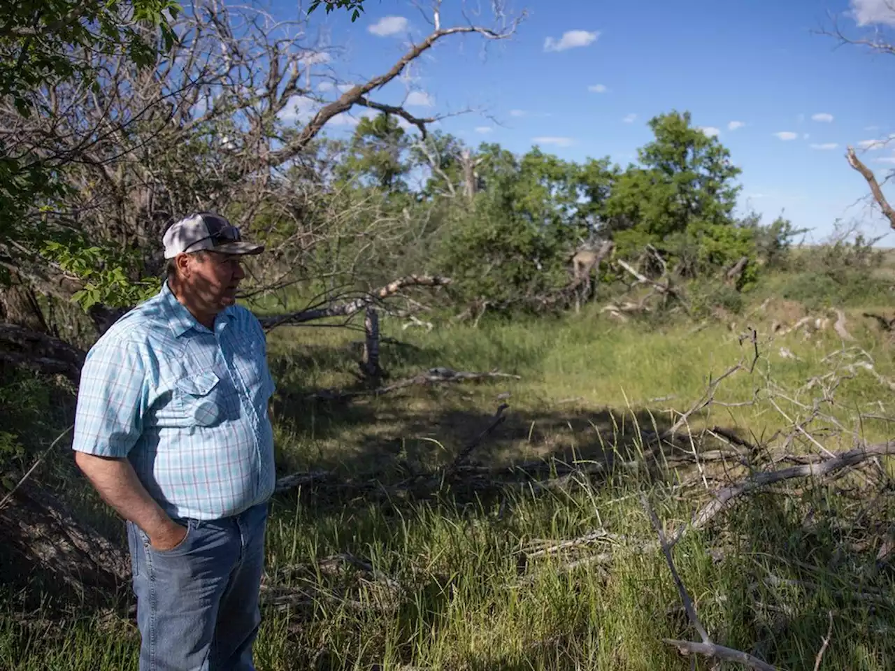 Drained: Sask. rancher’s land ‘dying’ without water from reservoir