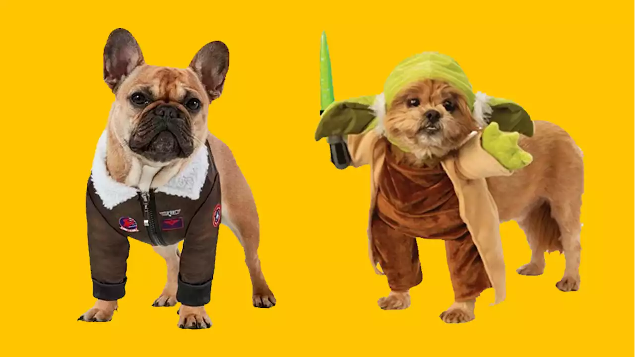 Your Pet Can Be Anyone They Want This Halloween, From Maverick to Winifred Sanderson