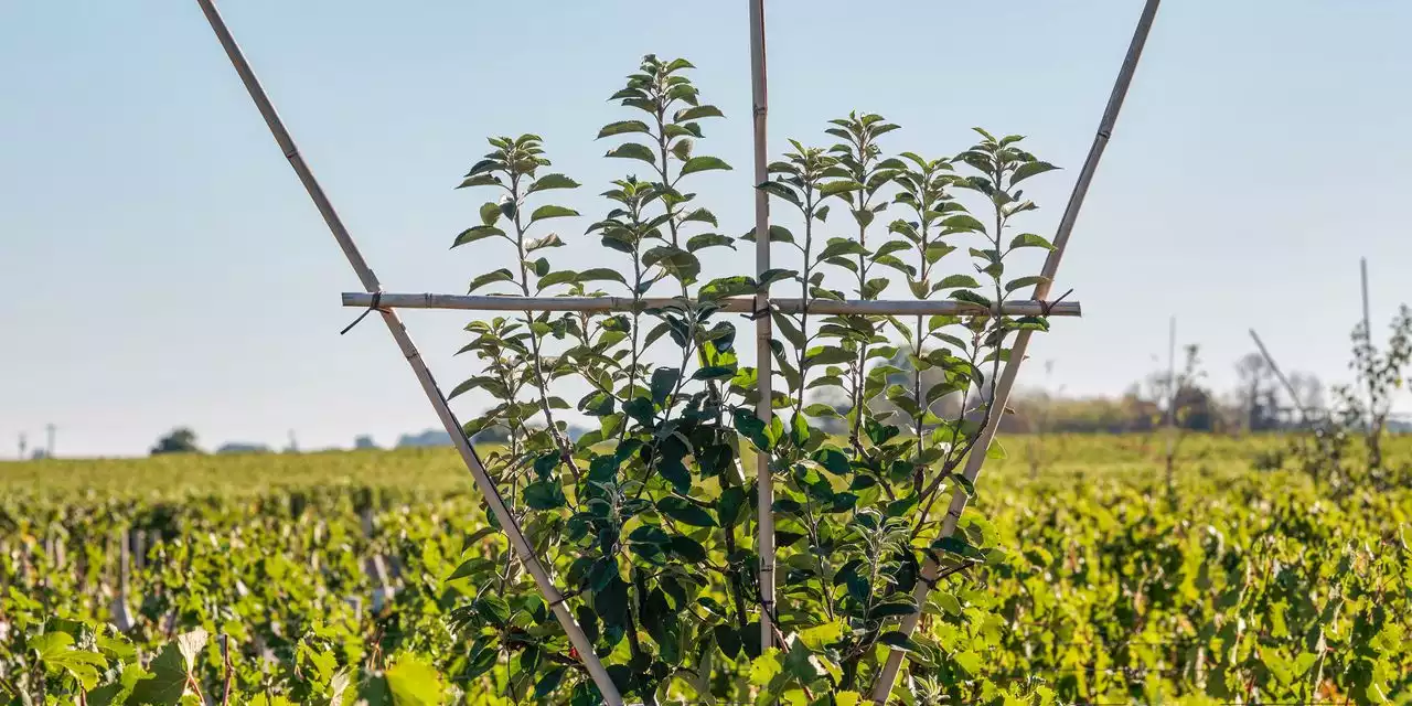 Climate Change Forces French Vineyards to Alter the Way They Make Wine