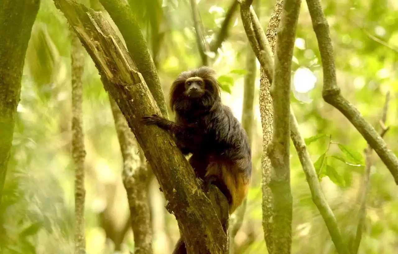 Des primates « se soignent » en utilisant des plantes médicinales