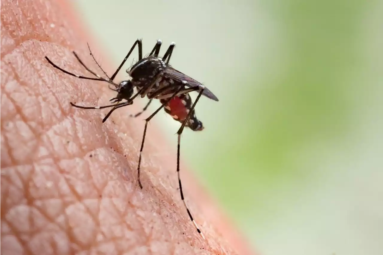 Lower Manhattan next in line for mosquito spraying from Health Department | amNewYork