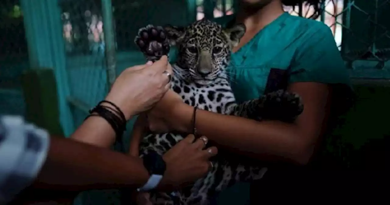 Cuban zoo helps deaf visitors experience the wild