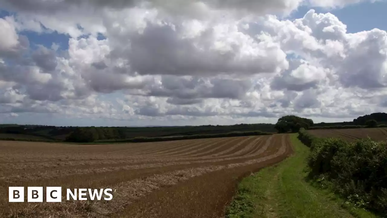 Dorset plans for continuous line of hedge across county