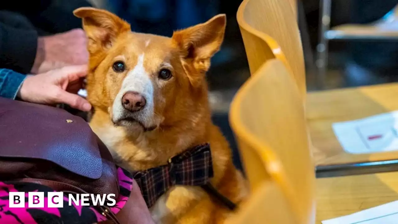 Ely Cathedral animal service returns after three years